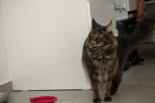 Fluffy Maine Coon walks through the kitchen 2