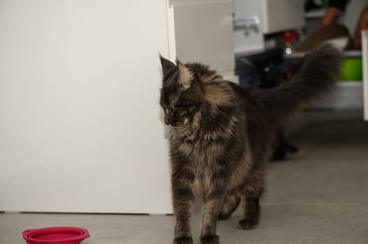 Fluffy Maine Coon walks through the kitchen