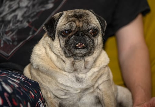 Senior old pug sitting on the sofa at home 1