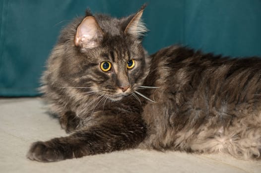 Maine Coon lies on the floor in the room