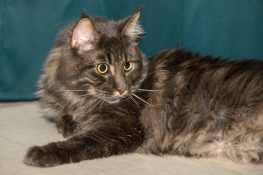 Maine Coon lies on the floor in the room 1