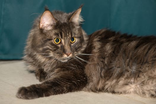 Maine Coon lies on the floor in the room 2