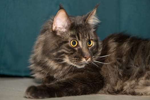 Maine Coon lies on the floor in the room 3