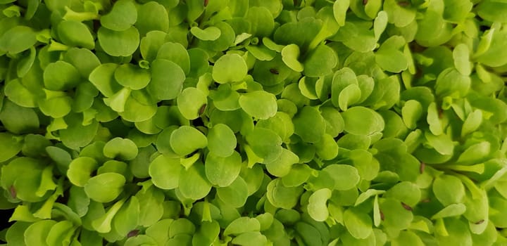 Stellaria media or Common chickweed or little mouse ear chickweed is an annual flowering plants in the carnation family Caryophllaceae.It is grown as a vegetable crop and ground cover for both human and poultry