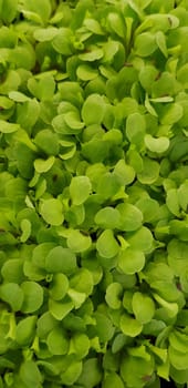 Stellaria media or Common chickweed or little mouse ear chickweed is an annual flowering plants in the carnation family Caryophllaceae.It is grown as a vegetable crop and ground cover for both human and poultry