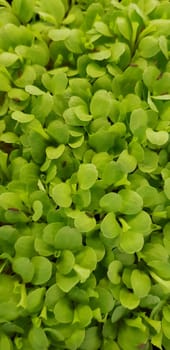 Stellaria media or Common chickweed or little mouse ear chickweed is an annual flowering plants in the carnation family Caryophllaceae.It is grown as a vegetable crop and ground cover for both human and poultry