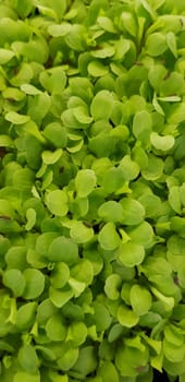 Stellaria media or Common chickweed or little mouse ear chickweed is an annual flowering plants in the carnation family Caryophllaceae.It is grown as a vegetable crop and ground cover for both human and poultry