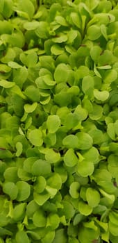 Stellaria media or Common chickweed or little mouse ear chickweed is an annual flowering plants in the carnation family Caryophllaceae.It is grown as a vegetable crop and ground cover for both human and poultry