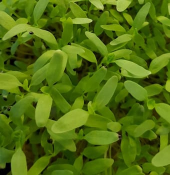 Stellaria media or Common chickweed or little mouse ear chickweed is an annual flowering plants in the carnation family Caryophllaceae.It is grown as a vegetable crop and ground cover for both human and poultry