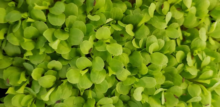 Stellaria media or Common chickweed or little mouse ear chickweed is an annual flowering plants in the carnation family Caryophllaceae.It is grown as a vegetable crop and ground cover for both human and poultry