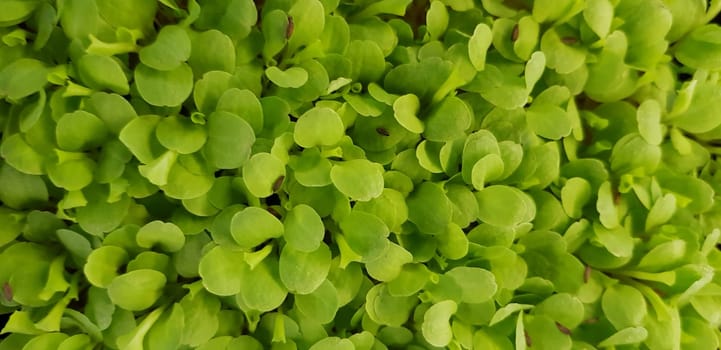 Stellaria media or Common chickweed or little mouse ear chickweed is an annual flowering plants in the carnation family Caryophllaceae.It is grown as a vegetable crop and ground cover for both human and poultry