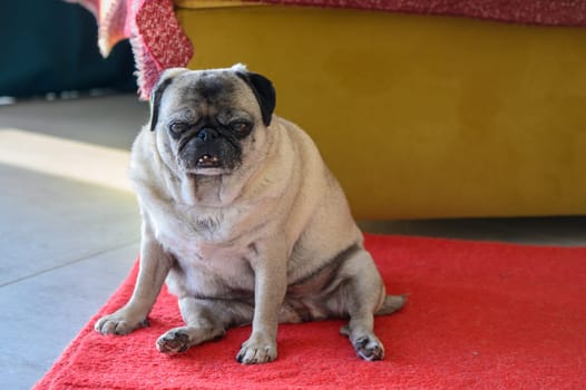 Senior pug sitting on the floor at home 11