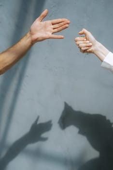 shadow marks on the wall silhouettes of a dog and cat under sunlight