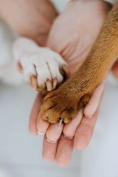 animal paws and people's hands crossed in a friendly handshake