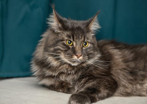 Maine Coon lies on the floor on a green background 5