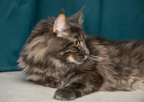 beautiful Maine Coon with yellow eyes on a green background 2