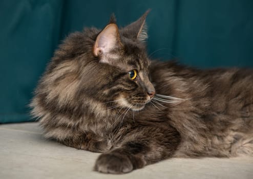 beautiful Maine Coon with yellow eyes on a green background 3