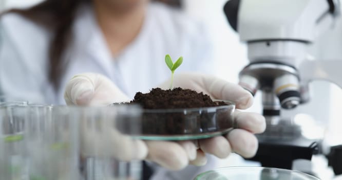 Scientist holding petri dish with earth and green plant sprout in his hands in laboratory closeup. Plant selection concept