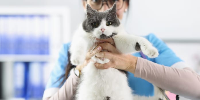 Woman veterinarian holding fluffy cat in clinic closeup. Pet grooming concept