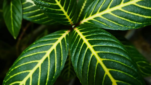 picture of leaves from a plant called Aphelandra squarrosa Nees, from the genus of Acanthaceae, or also known as Zebra Plant in garden and pots