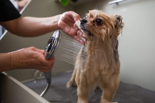 A woman showers a cute Pomeranian dog in a grooming salon