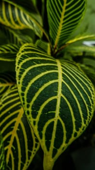 picture of leaves from a plant called Aphelandra squarrosa Nees, from the genus of Acanthaceae, or also known as Zebra Plant in garden and pots