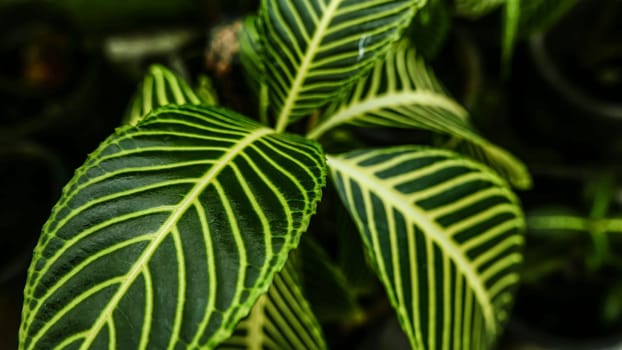 picture of leaves from a plant called Aphelandra squarrosa Nees, from the genus of Acanthaceae, or also known as Zebra Plant in garden and pots