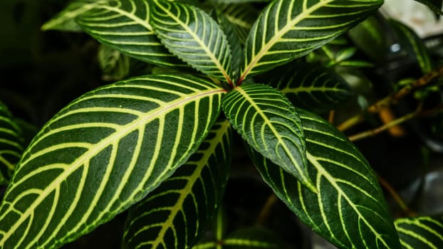 picture of leaves from a plant called Aphelandra squarrosa Nees, from the genus of Acanthaceae, or also known as Zebra Plant in garden and pots