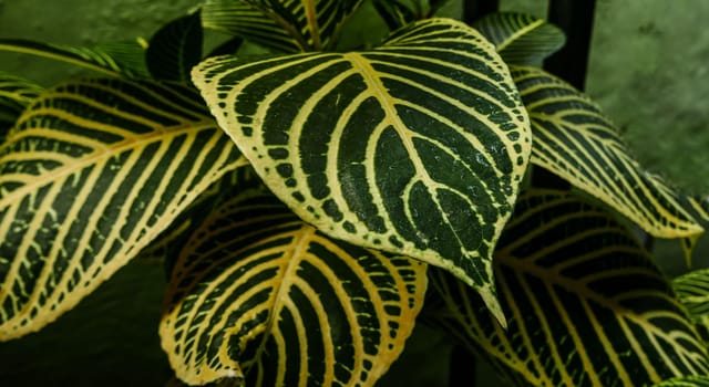 picture of leaves from a plant called Aphelandra squarrosa Nees, from the genus of Acanthaceae, or also known as Zebra Plant in garden and pots