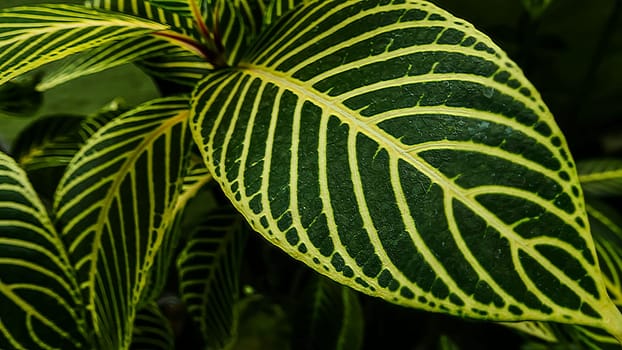 picture of leaves from a plant called Aphelandra squarrosa Nees, from the genus of Acanthaceae, or also known as Zebra Plant in garden and pots