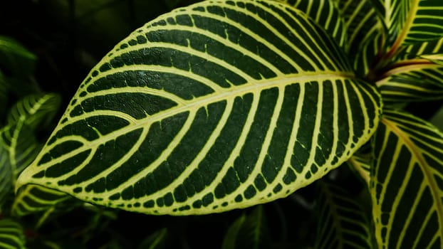 picture of leaves from a plant called Aphelandra squarrosa Nees, from the genus of Acanthaceae, or also known as Zebra Plant in garden and pots