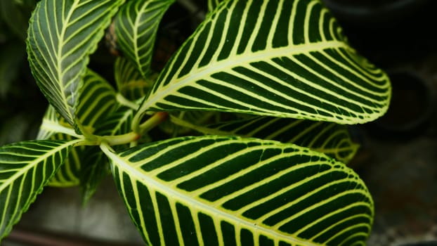 picture of leaves from a plant called Aphelandra squarrosa Nees, from the genus of Acanthaceae, or also known as Zebra Plant in garden and pots