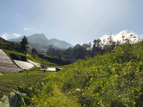 Beautiful panoramic view of the mountain and green fields, lovely landscape for backgrounds, mountainous area of Java island Indonesia