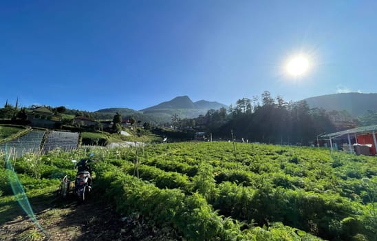 Beautiful panoramic view of the mountain and green fields, lovely landscape for backgrounds, mountainous area of Java island Indonesia