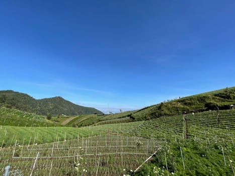 Beautiful panoramic view of the mountain and green fields, lovely landscape for backgrounds, mountainous area of Java island Indonesia