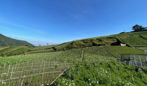 Beautiful panoramic view of the mountain and green fields, lovely landscape for backgrounds, mountainous area of Java island Indonesia