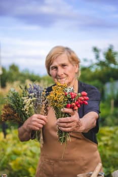 An elderly woman holds medicinal herbs in her hands. Selective focus. Nature.