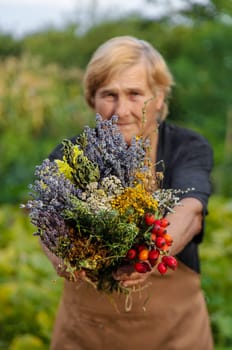 An elderly woman holds medicinal herbs in her hands. Selective focus. Nature.