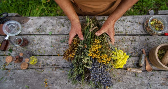 An elderly woman holds medicinal herbs in her hands. Selective focus. Nature.