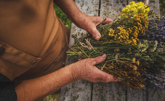 An elderly woman holds medicinal herbs in her hands. Selective focus. Nature.