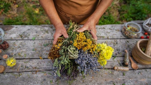 An elderly woman holds medicinal herbs in her hands. Selective focus. Nature.