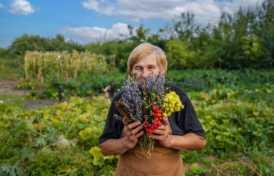 An elderly woman holds medicinal herbs in her hands. Selective focus. Nature.