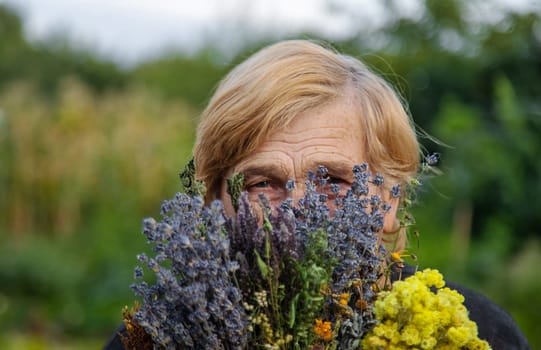 An elderly woman holds medicinal herbs in her hands. Selective focus. Nature.