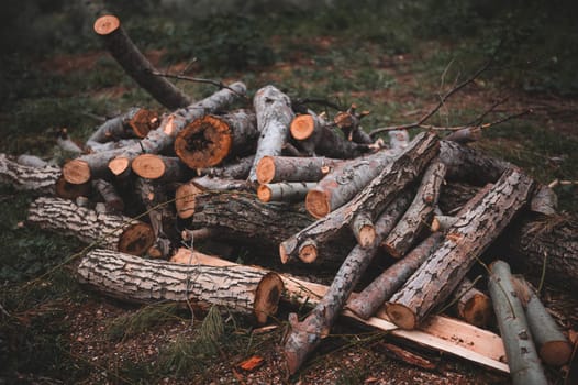A pile of chopped logs and firewood in a forest. Still life. Lumber industry. Heap of forest lumber, cut timber. Sawn chopped tree trunks, beams lying. Hardwood pieces, wooden material. Deforestation
