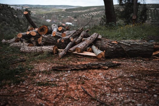 A pile of chopped logs in a forest over mountains background. Still life. Lumber, timber industry, sustainable resources on wood log and tree carcass. Still life. A pile of logs and firewood in forest
