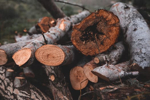 Close-up pile of logs and firewood in forest. Freshly cut tree logs piled up as background texture. Sawed off tree trunks. Wall of stacked wood logs for background. Timber. Firewood. Forest management