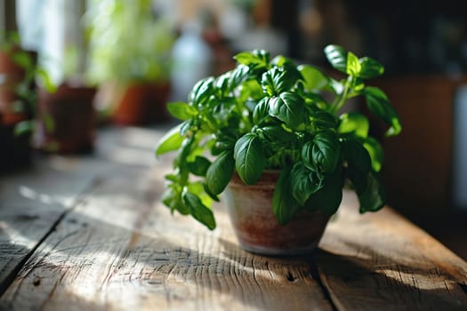 Fresh juicy basil in a black pot on a wooden surface.