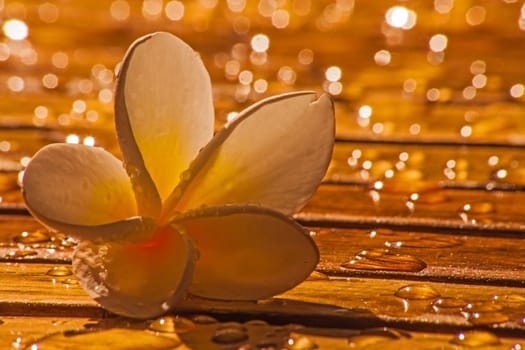 A fallen frangipani flower photographed in the morning golden hour after an overnight rainstorm.