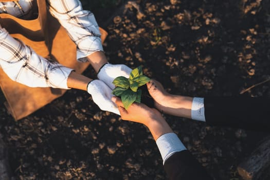 Eco-business company empower farmer with eco-friendly farming practice and clean agricultural technology. Cultivate sustainable future nurturing plants to grow and thrive. Gyre