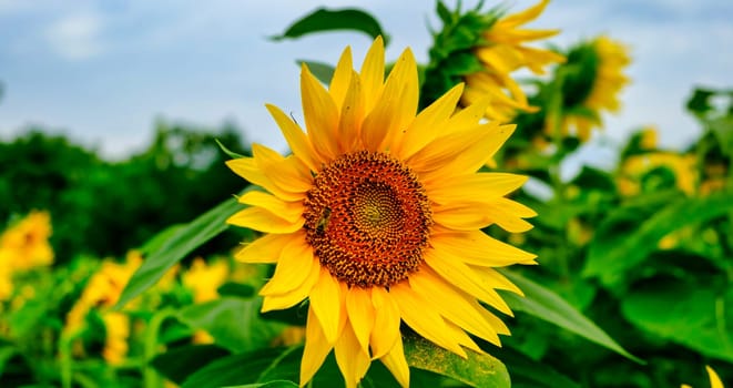 Sunflower natural background. Sunflower blooming. Close-up of sunflower. Sunflower seeds. Sunflowers field, oil beautiful landscape of yellow flowers of sunflowers download